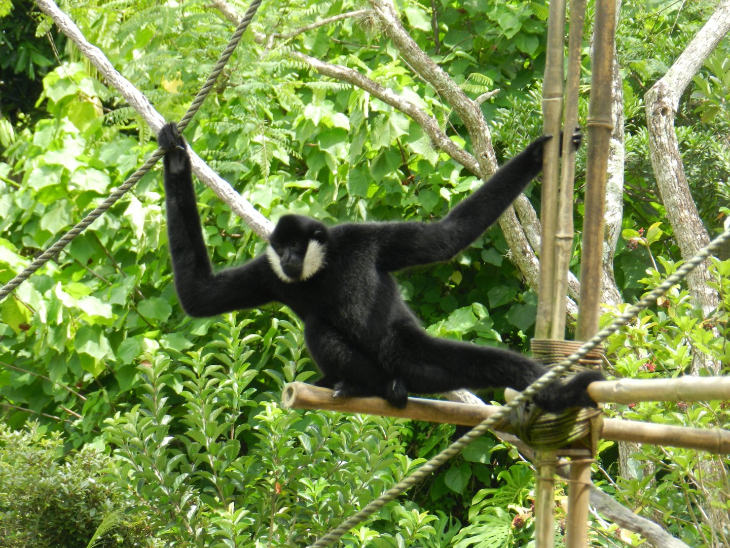 Northern White-Cheeked Gibbon (Nomascus leucogenys) at Disney's Animal Kingdom Park