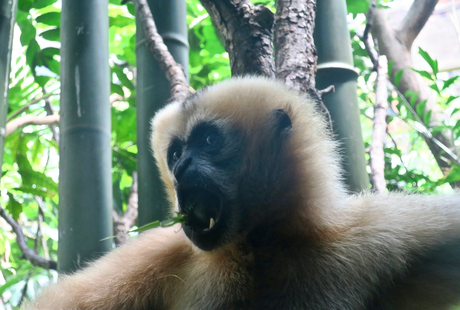 Northern White-Cheeked Gibbon (Nomascus leucogenys) "Chi Yu"