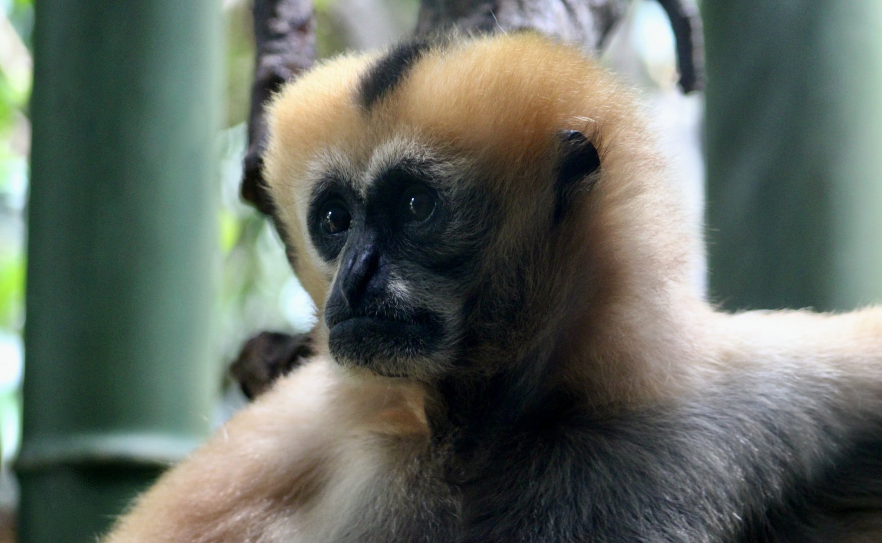 Northern White-Cheeked Gibbon (Nomascus leucogenys) - "Chi Yu"