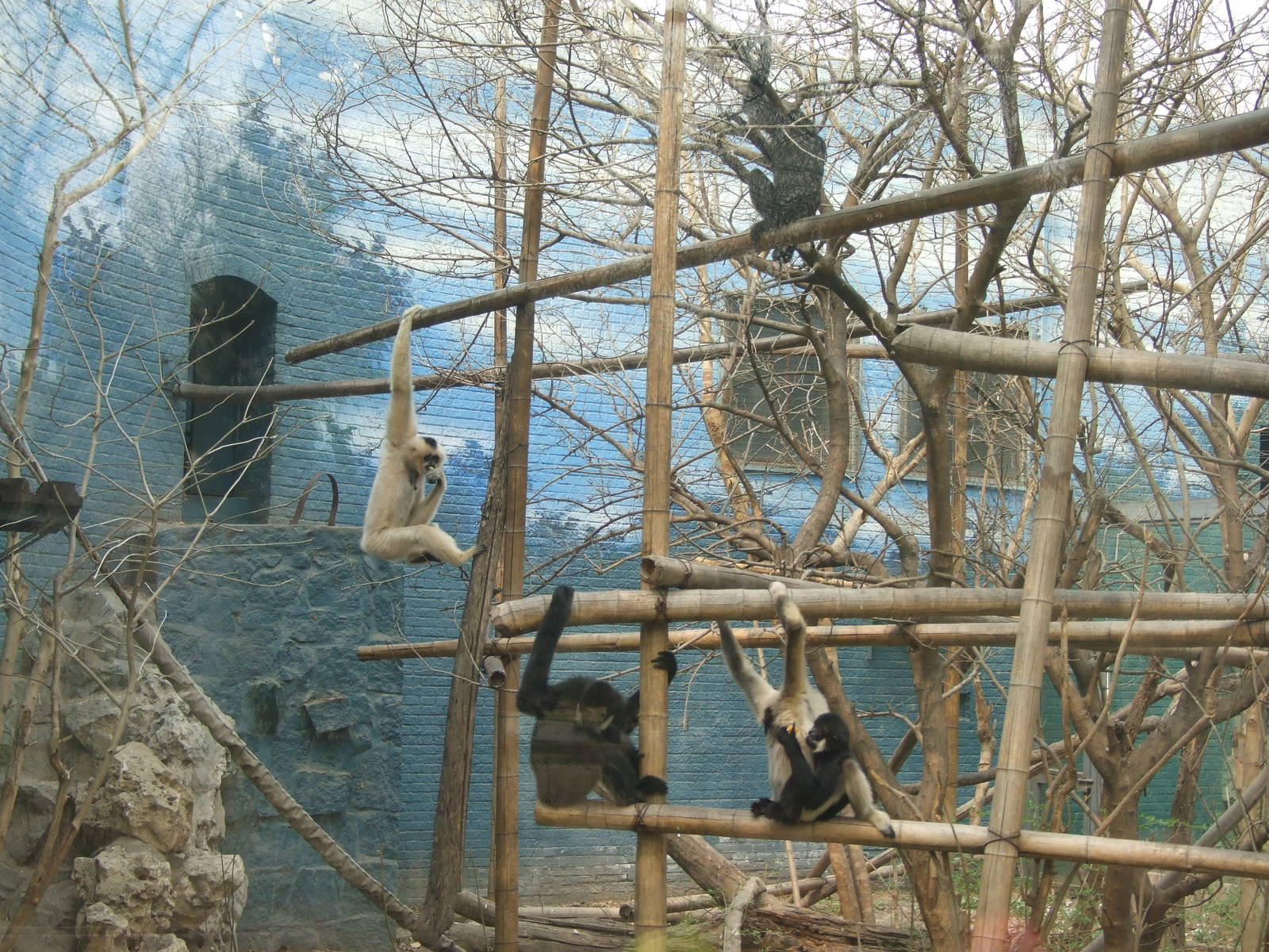 Northern white-cheeked gibbon (Nomascus leucogenys) family
