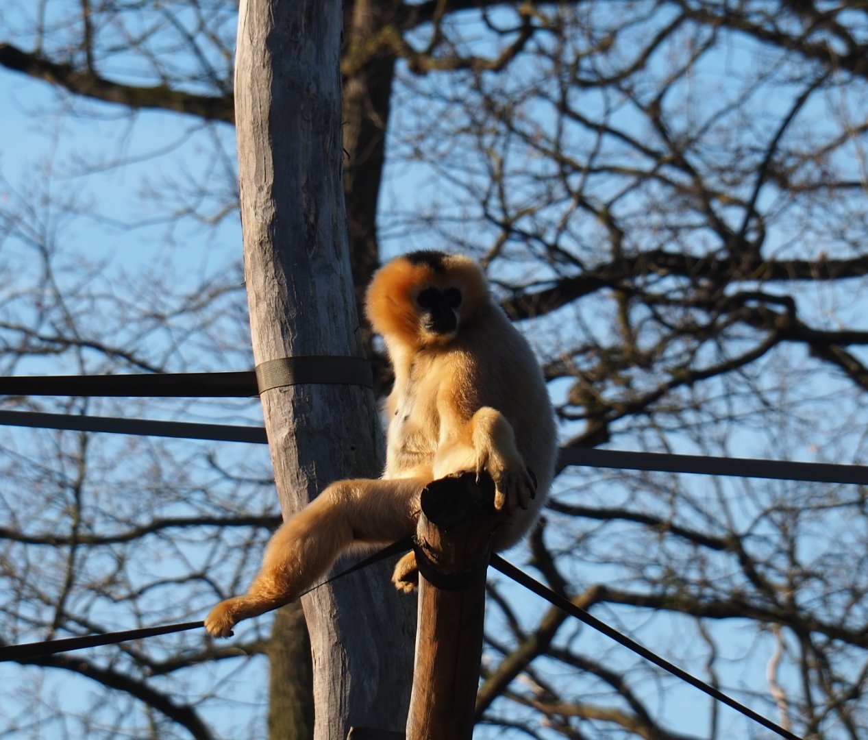 Northern white-cheeked gibbon (Nomascus leucogenys), Feb 16th, 2019