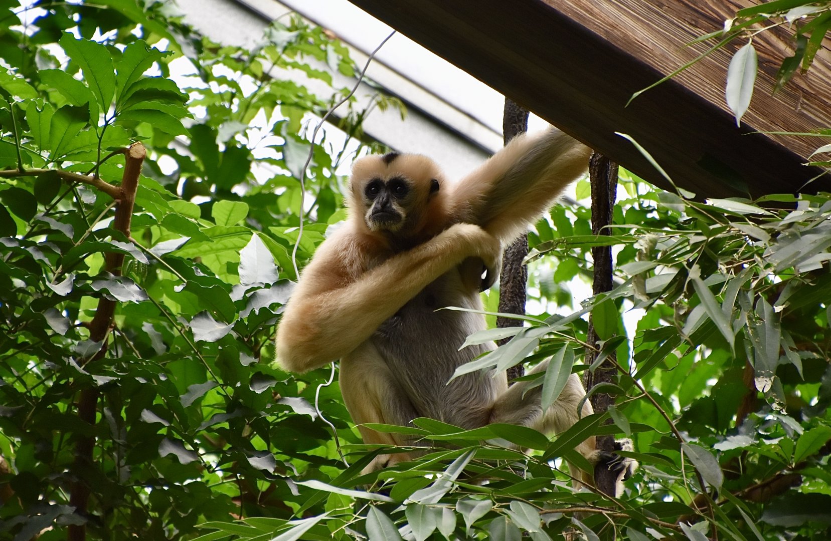 Northern White-Cheeked Gibbon (Nomascus leucogenys) female - "Chi-Yu"