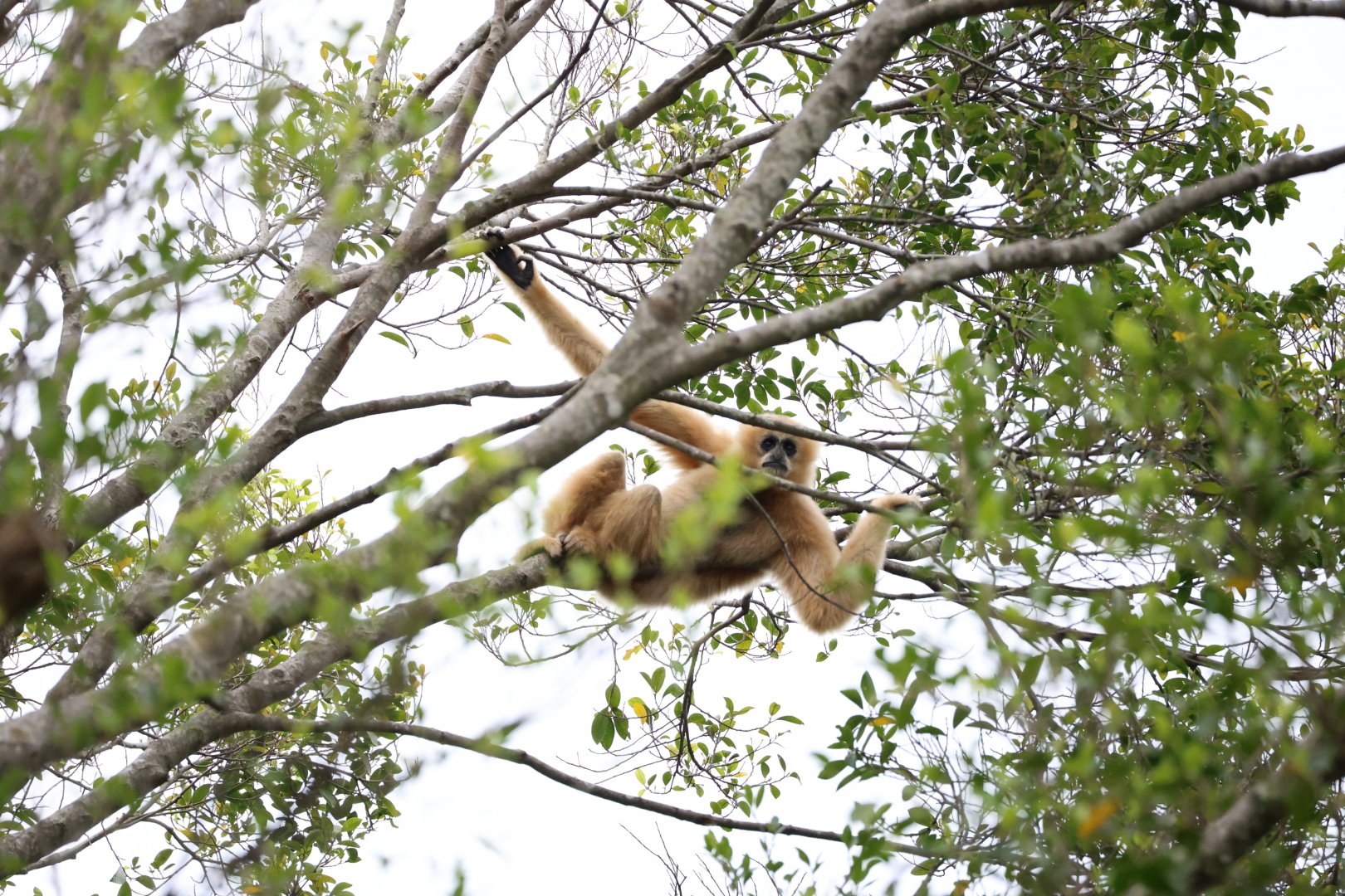 Northern white-cheeked gibbon (Nomascus leucogenys) female in tree