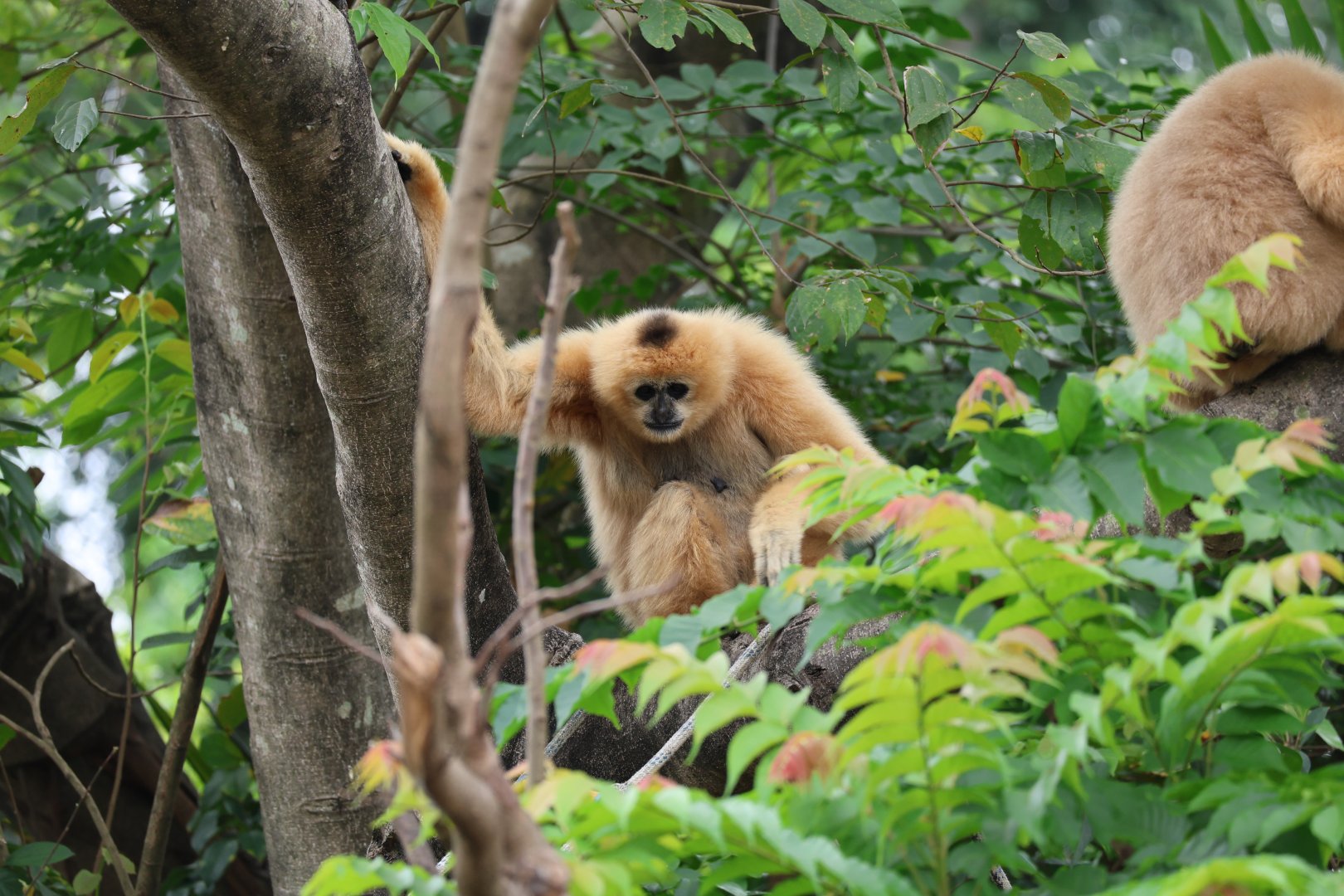 Northern white-cheeked gibbon (Nomascus leucogenys) female