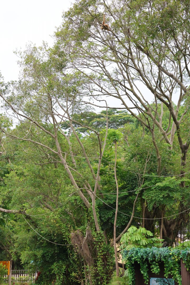 Northern white-cheeked gibbon (Nomascus leucogenys) habitat