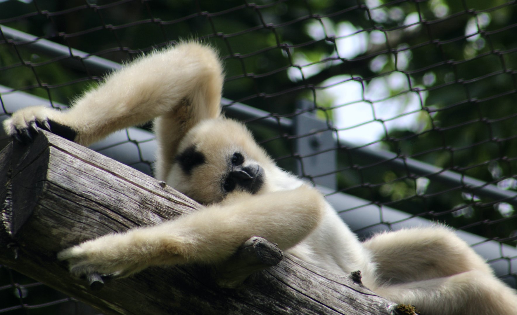 Northern White-Cheeked Gibbon (Nomascus leucogenys) "Harper"