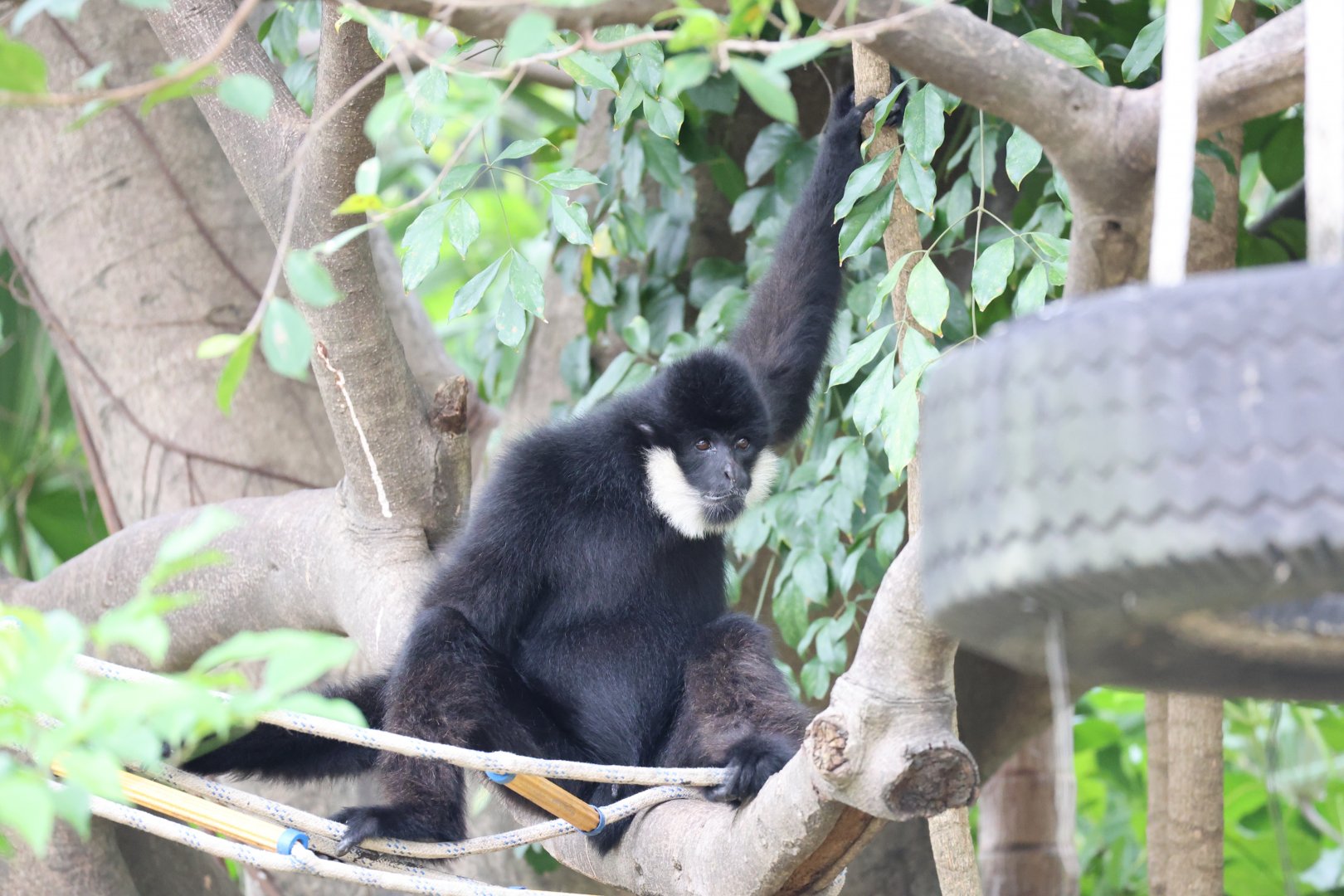 Northern white-cheeked gibbon (Nomascus leucogenys) male