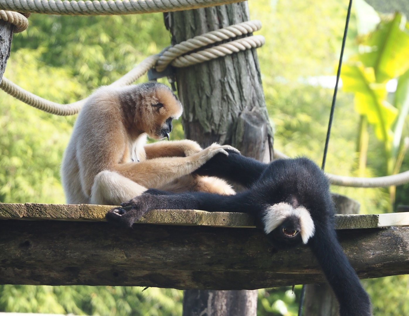 Northern White-cheeked Gibbon (Nomascus leucogenys) pair - Paquita and new male Nakai, 2024-05-10