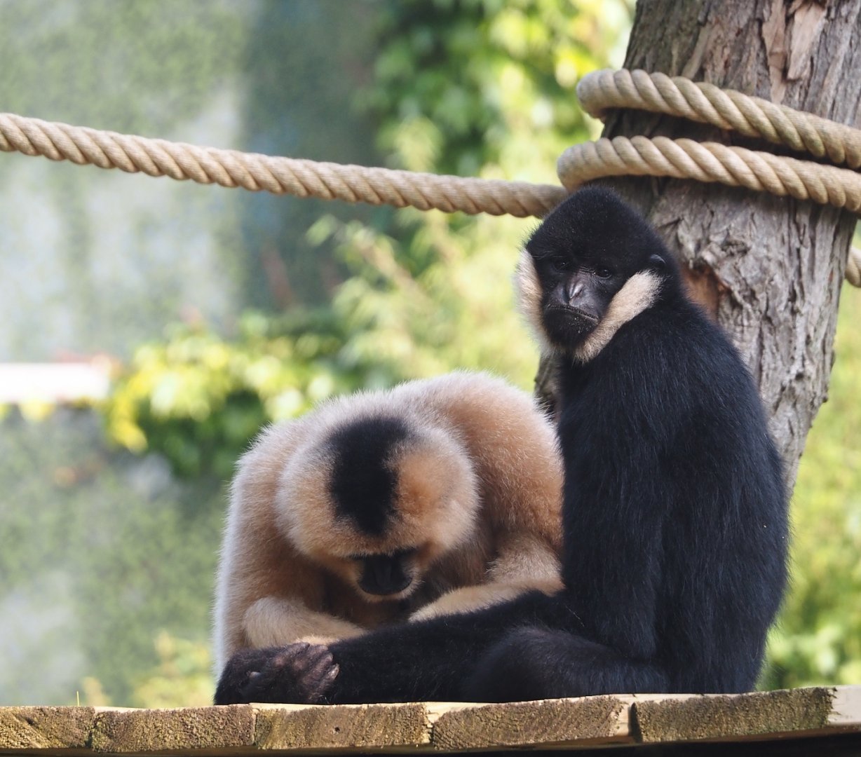 Northern White-cheeked Gibbon (Nomascus leucogenys) pair - Paquita and new male Nakai, 2024-05-10