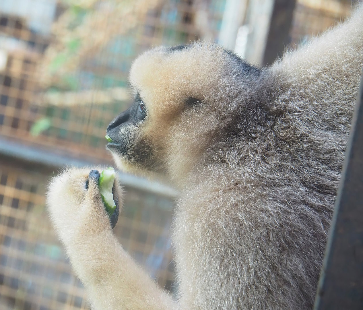 Northern White-cheeked Gibbon (Nomascus leucogenys) Paquita, 2022-10-19