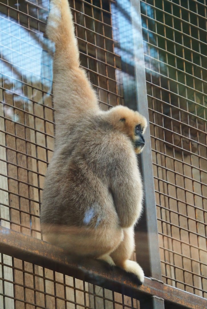 Northern white-cheeked Gibbon (Nomascus leucogenys) Paquita, 2023-10-04