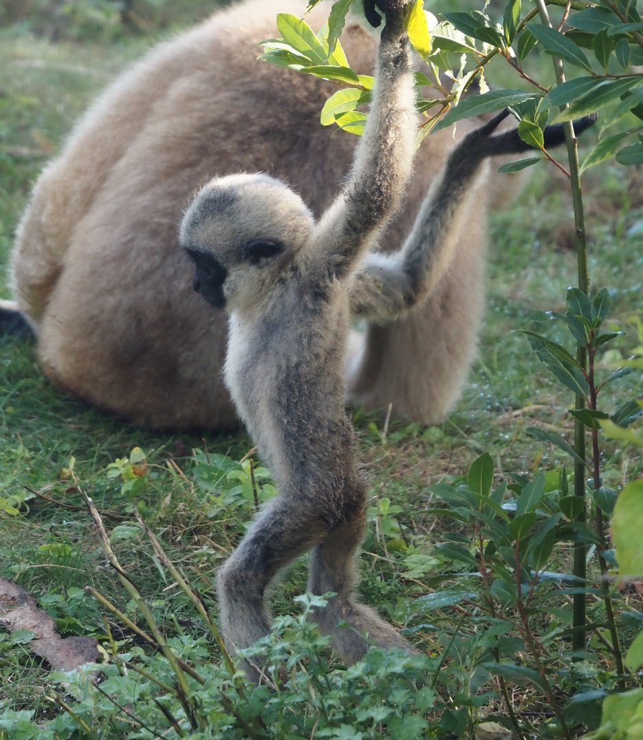 Northern white-cheeked Gibbon (Nomascus leucogenys) youngster Aiki, 2025-09-06