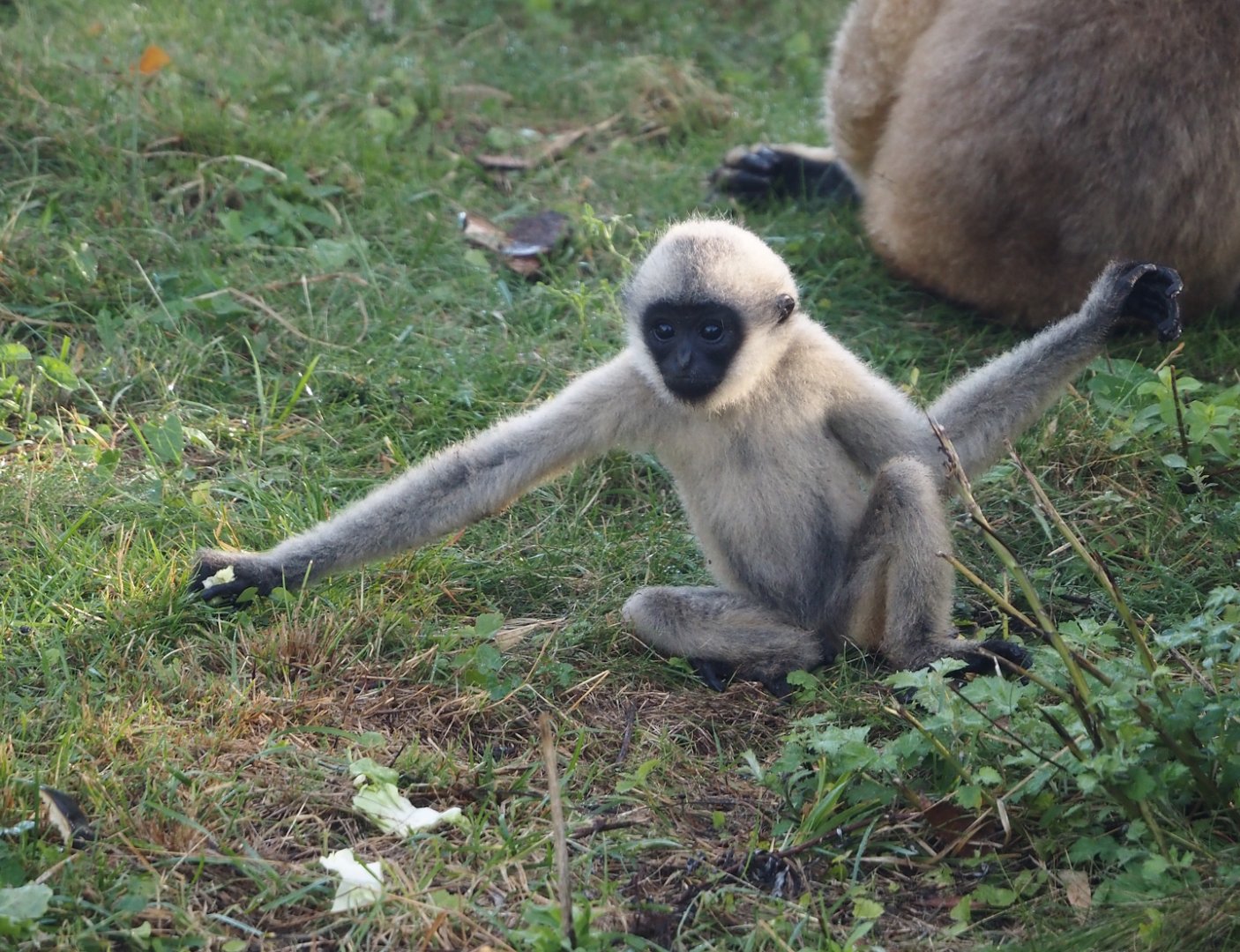 Northern white-cheeked Gibbon (Nomascus leucogenys) youngster Aiki, 2025-09-06