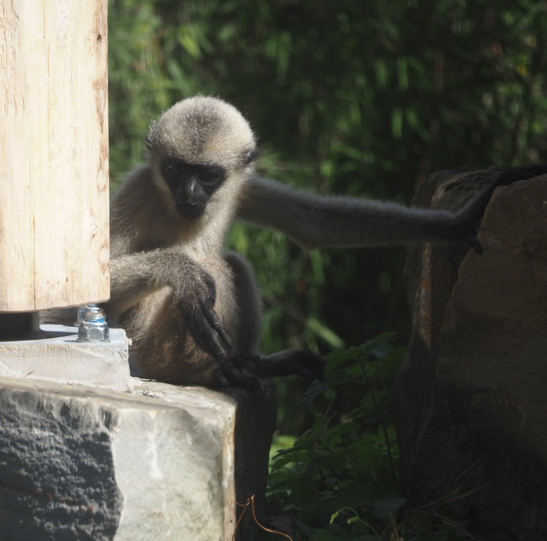 Northern white-cheeked Gibbon (Nomascus leucogenys) youngster Aiki, 2025-09-06