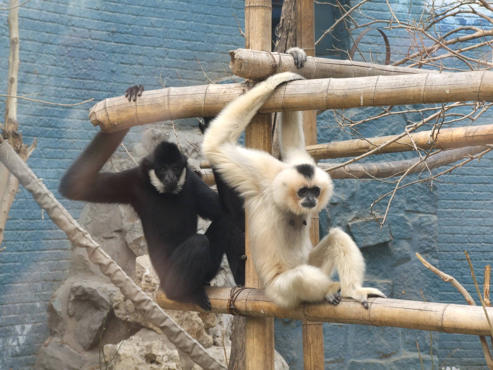 Northern white-cheeked gibbon (Nomascus leucogenys)