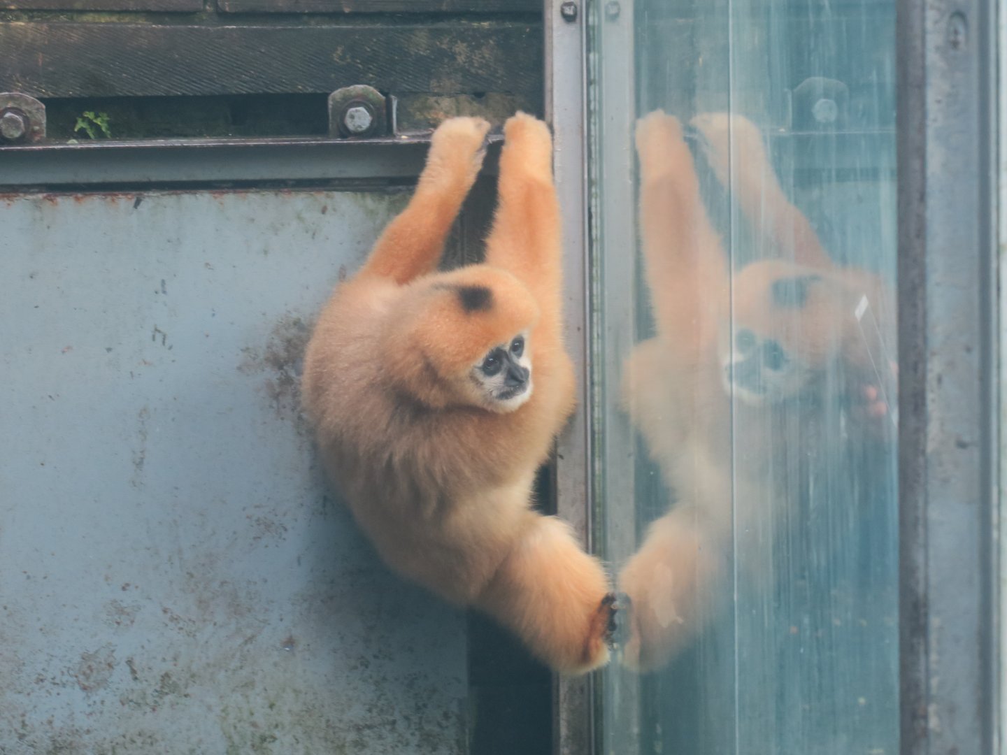 northern white-cheeked gibbon (Nomascus leucogenys)