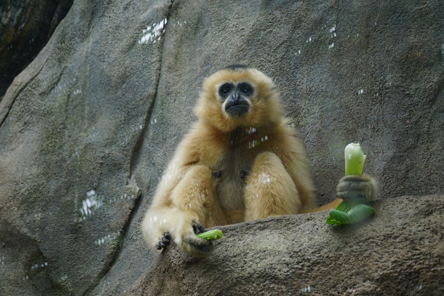 Northern white-cheeked gibbon (Nomascus leucogenys)
