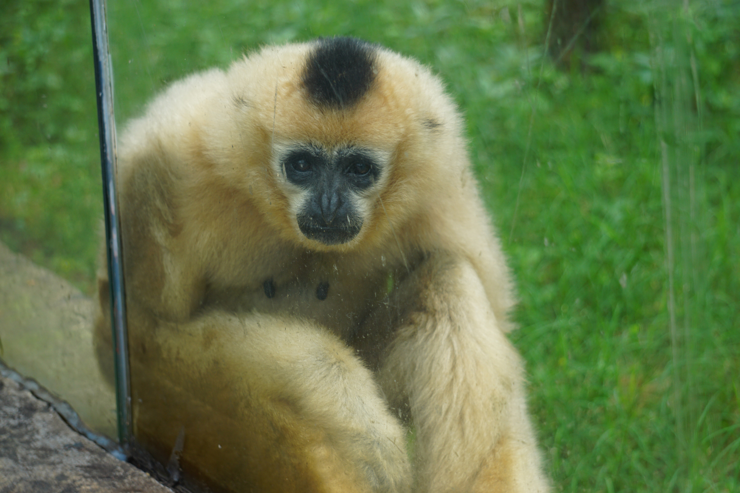 Northern white-cheeked gibbon (Nomascus leucogenys)