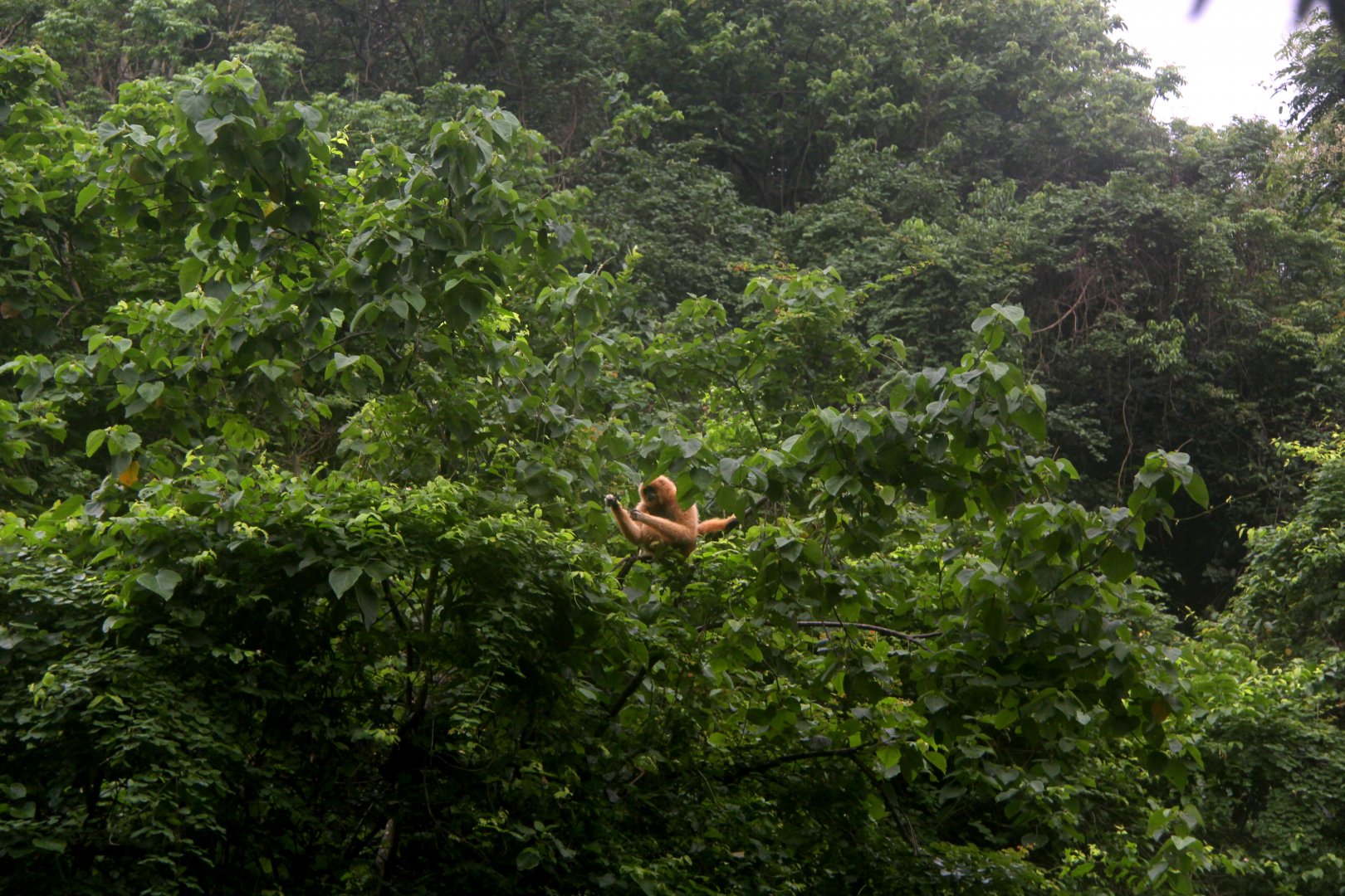 Northern white-cheeked gibbon (Nomascus leucogenys)