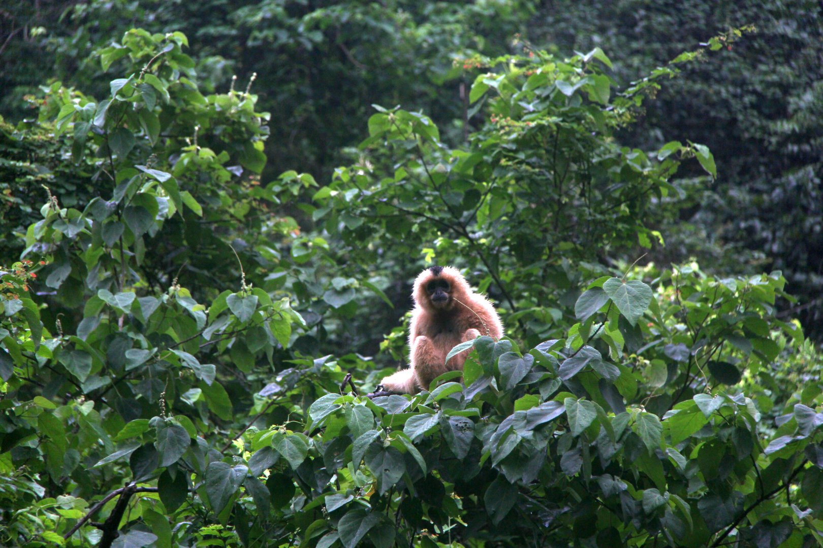 Northern white-cheeked gibbon (Nomascus leucogenys)