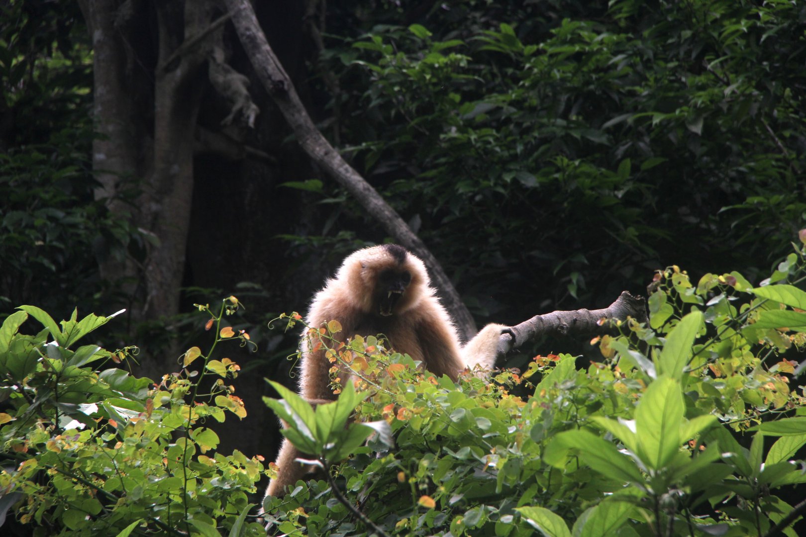 Northern white-cheeked gibbon (Nomascus leucogenys)