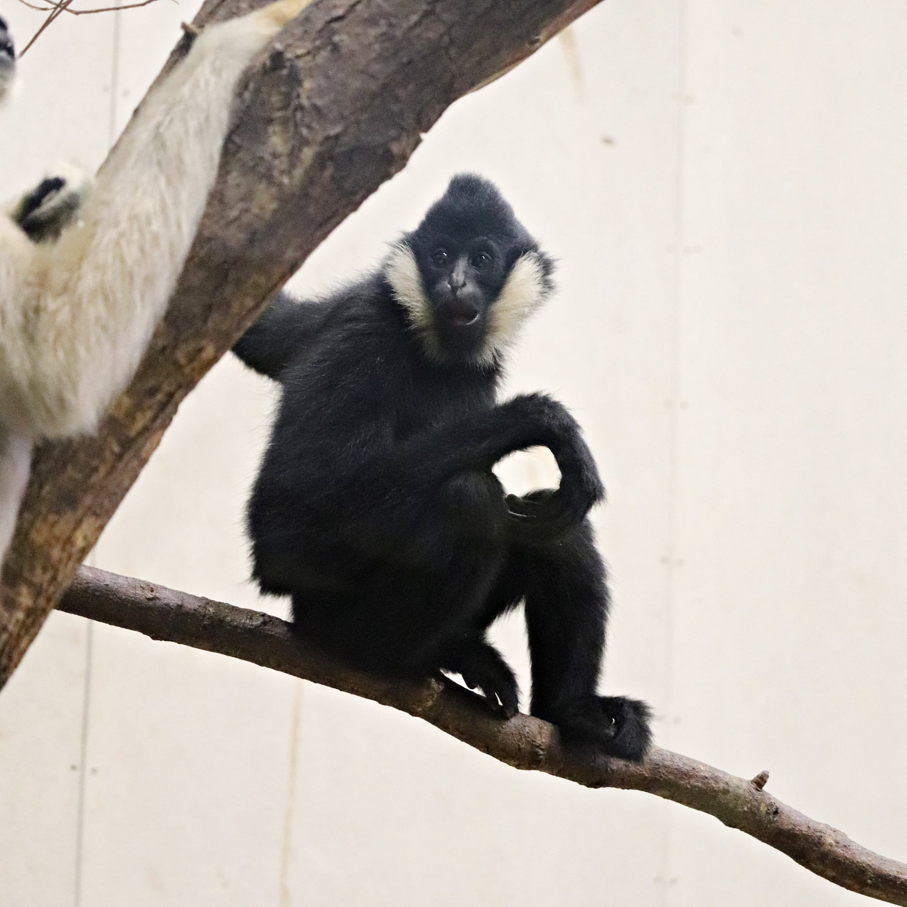 Northern White-cheeked Gibbon (Nomascus leucogenys)