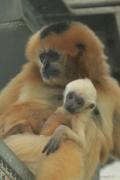 Northern white-cheeked gibbon (Nomascus leucogenys)