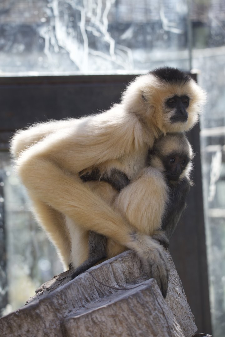 Northern White Cheeked Gibbon/ Nomascus leucogenys