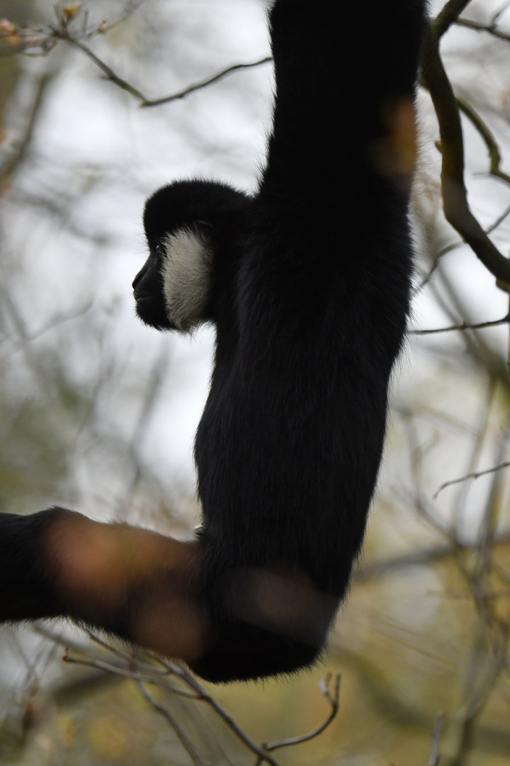 Northern white-cheeked gibbon (Nomascus leucogenys)