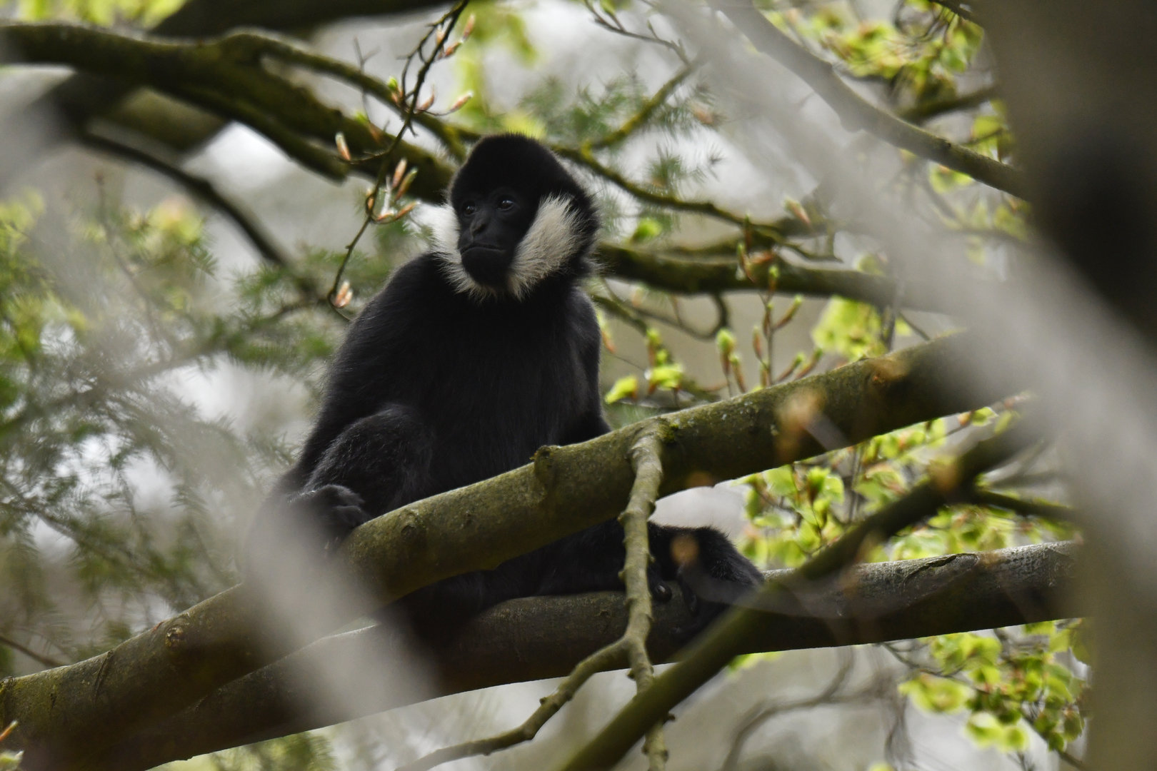 Northern white-cheeked gibbon (Nomascus leucogenys)