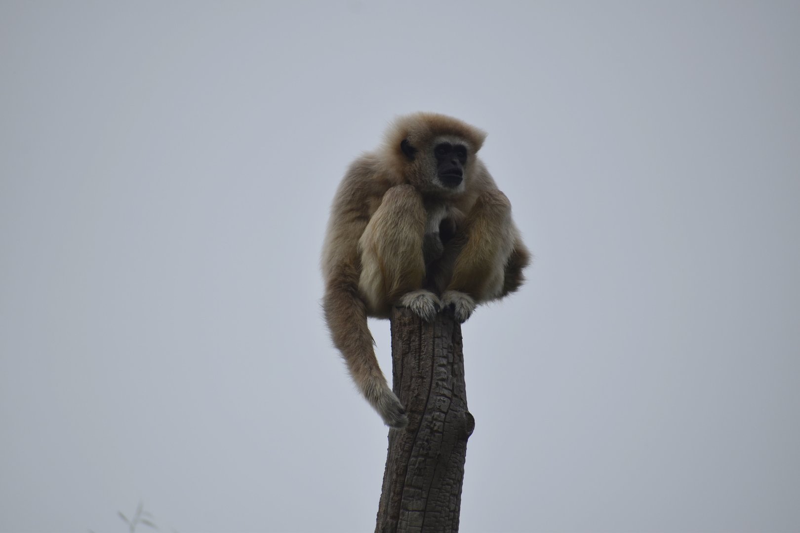 Northern White-cheeked Gibbon - Nomascus leucogenys
