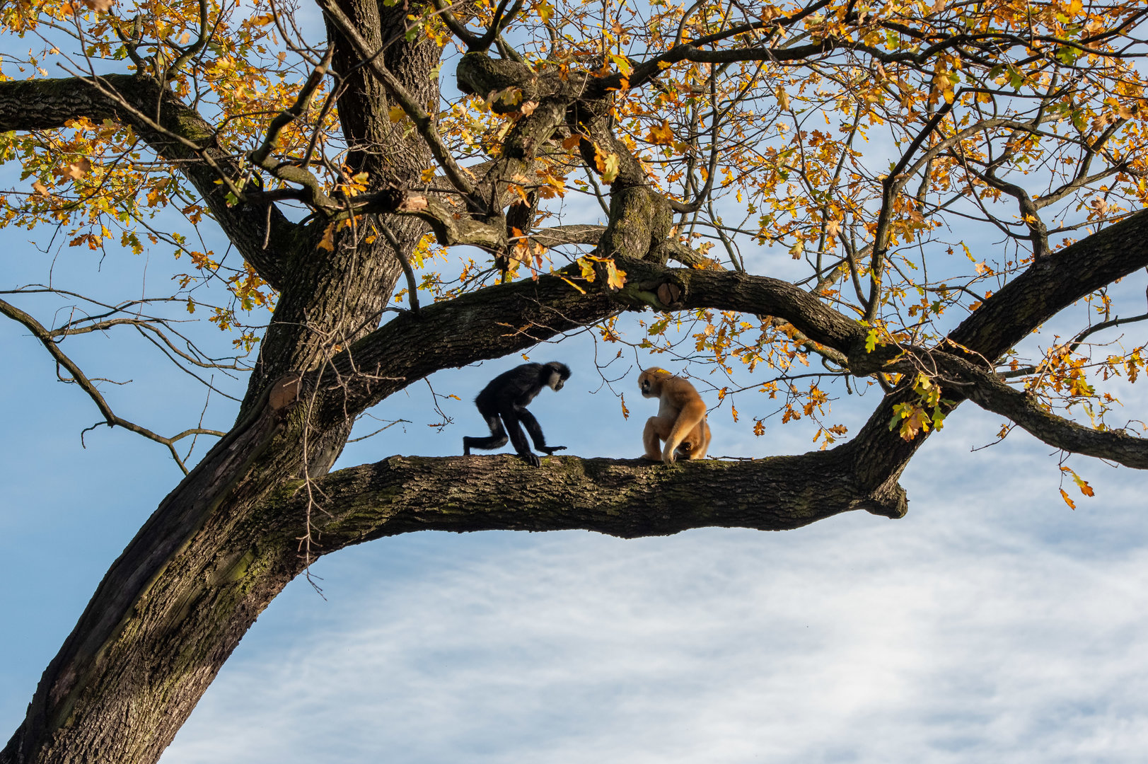 Northern white-cheeked gibbon (Nomascus leucogenys)