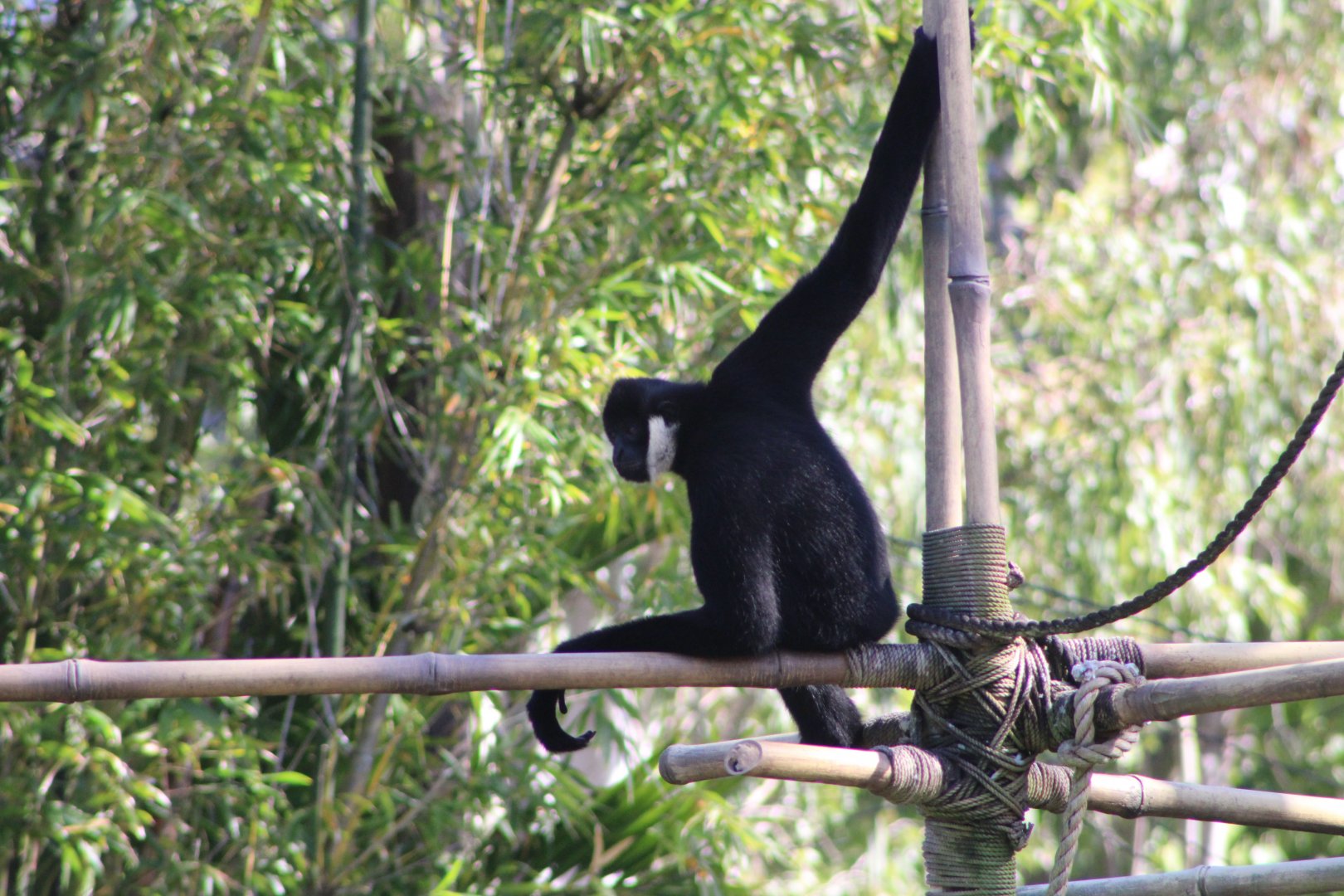 Northern White-Cheeked Gibbon (Nomascus leucogenys)