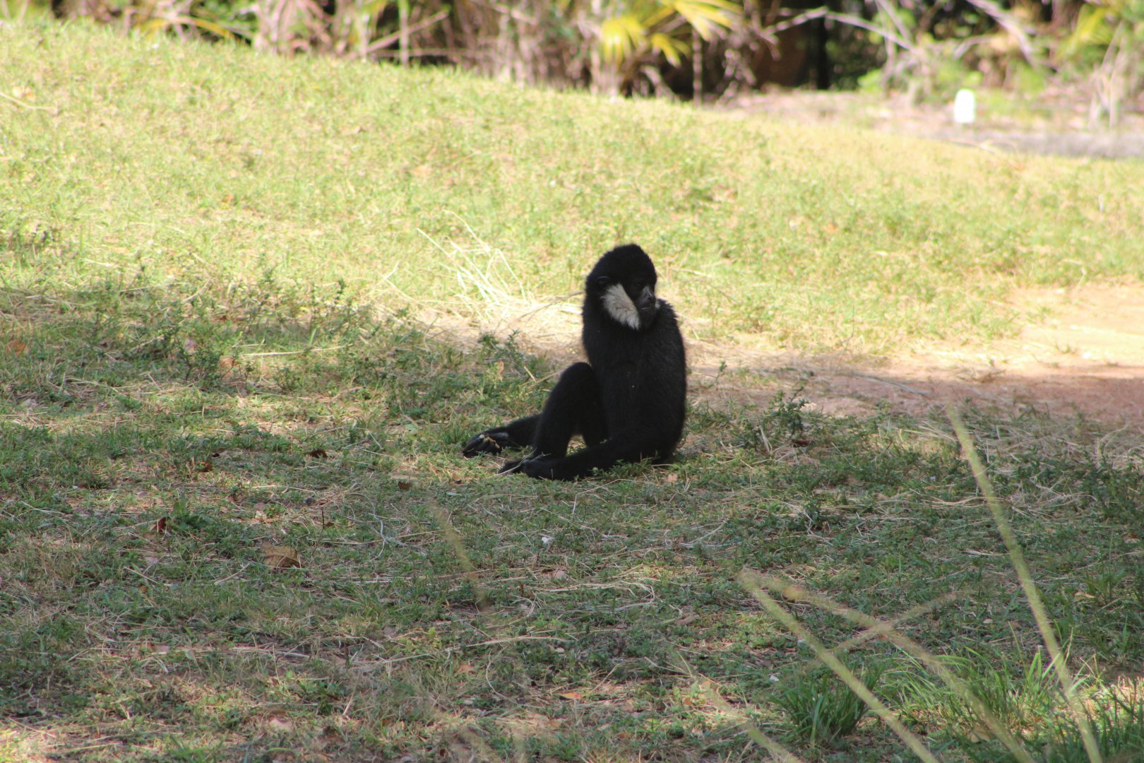 Northern White-Cheeked Gibbon (Nomascus leucogenys