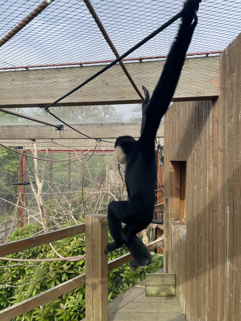 Northern White-cheeked Gibbon, Nomascus leucogenys