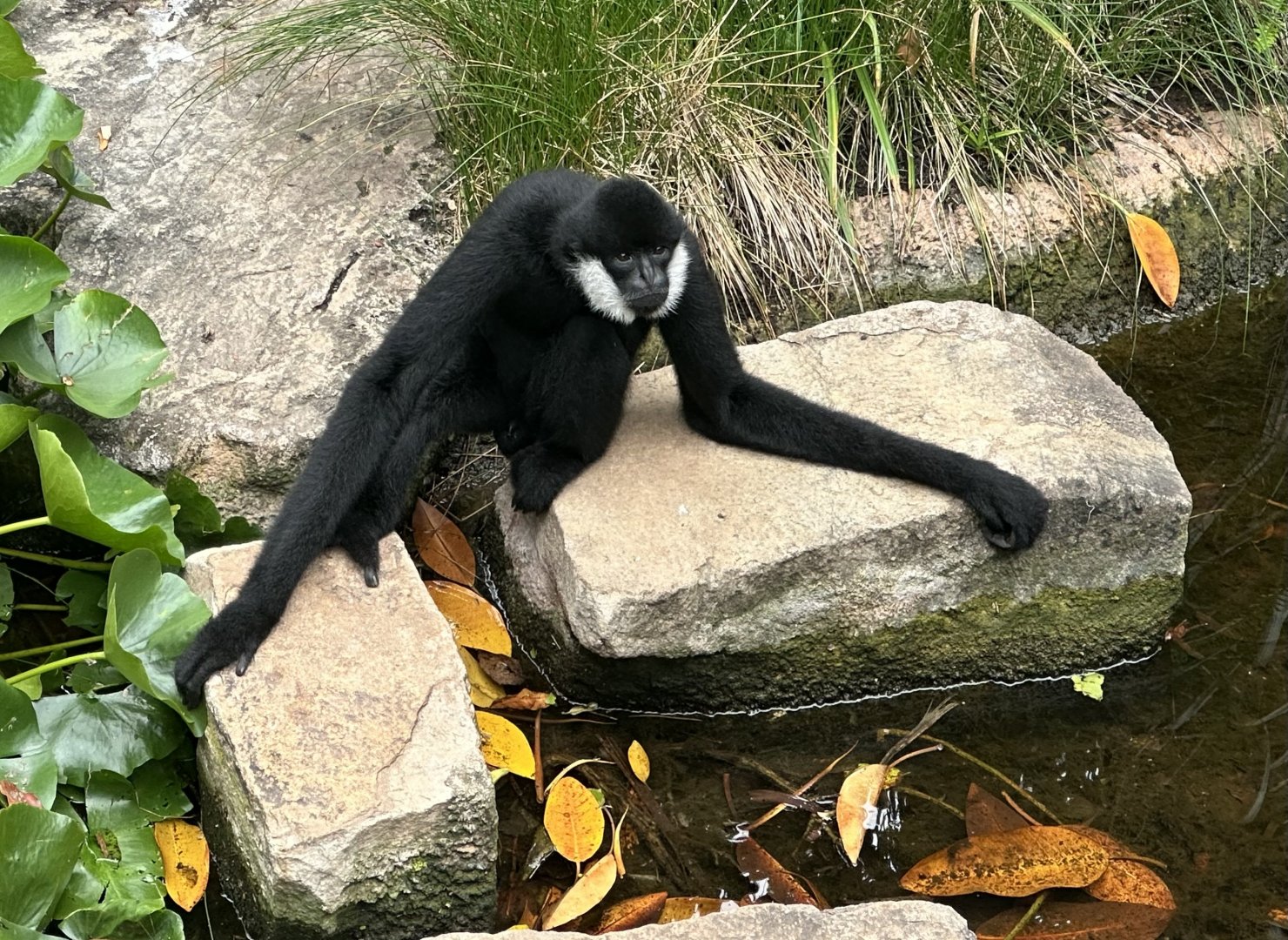 Northern white-cheeked gibbon (Nomascus leucogenys)