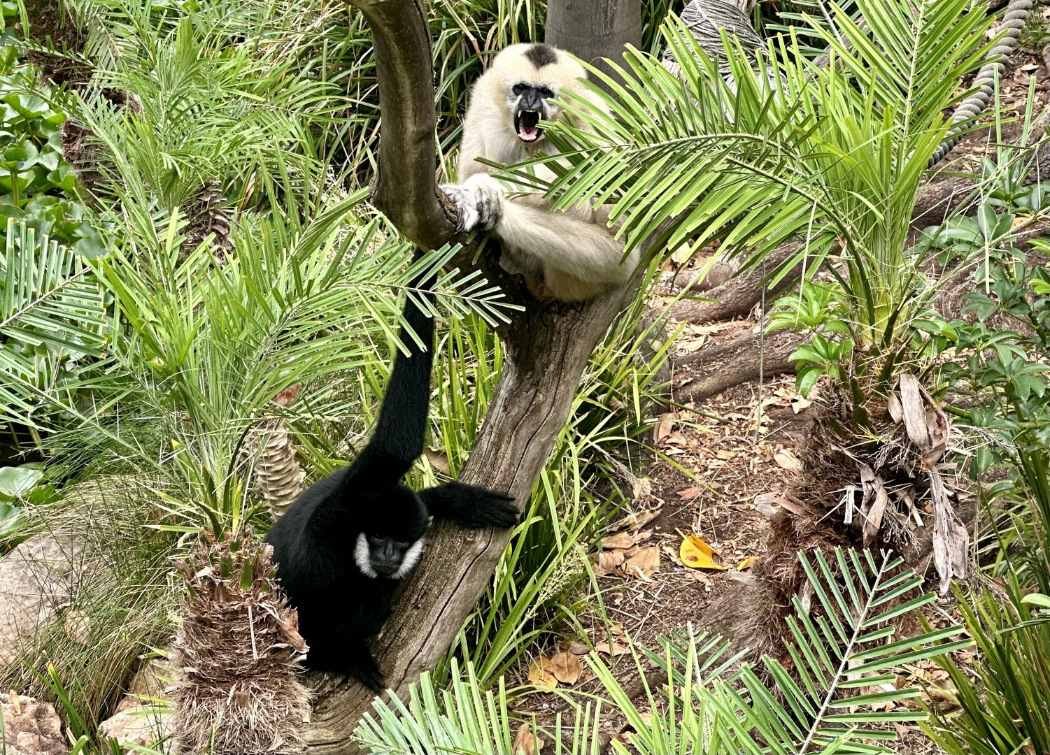 Northern white-cheeked gibbon (Nomascus leucogenys)