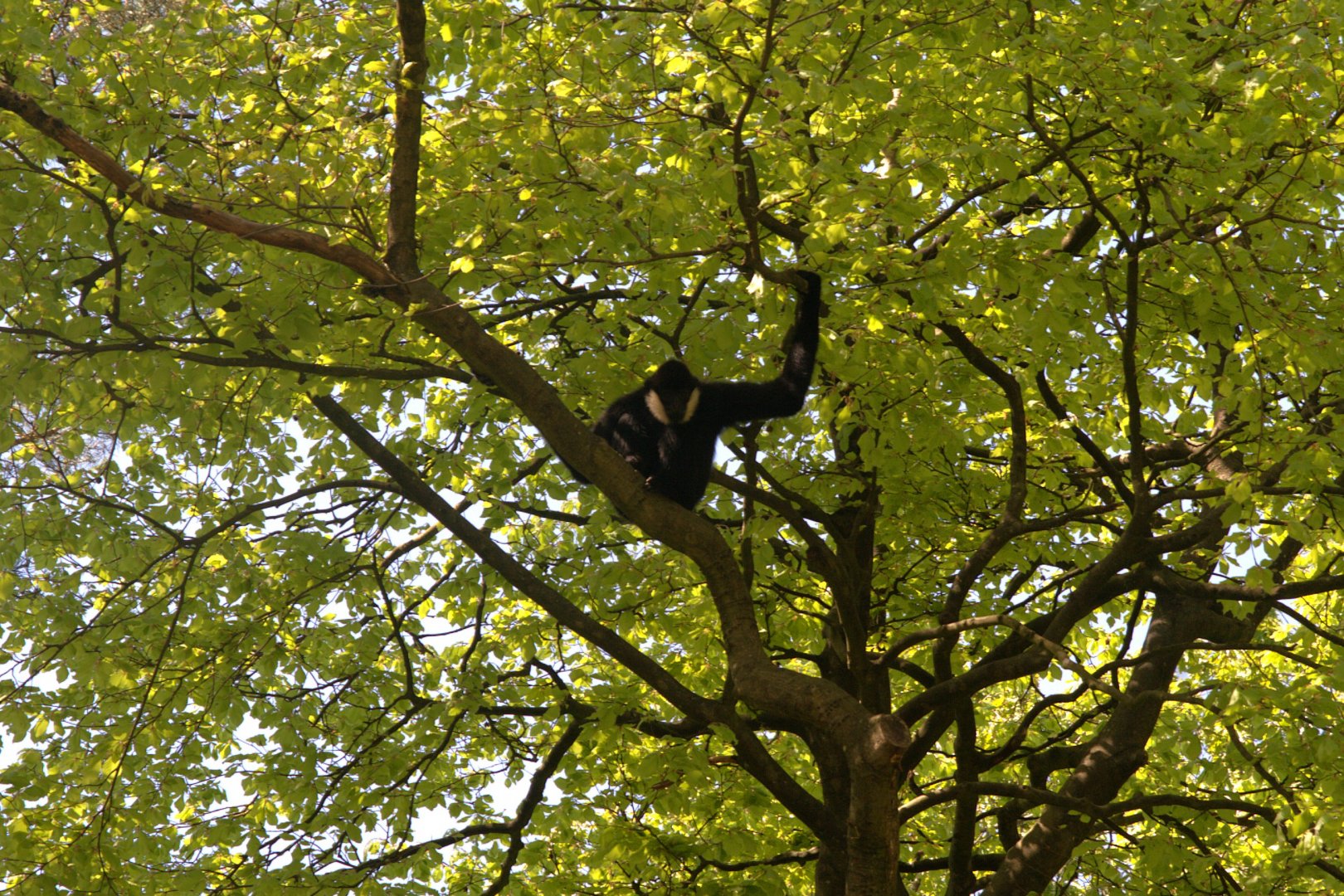 Northern White-cheeked Gibbon (Nomascus leucogenys)