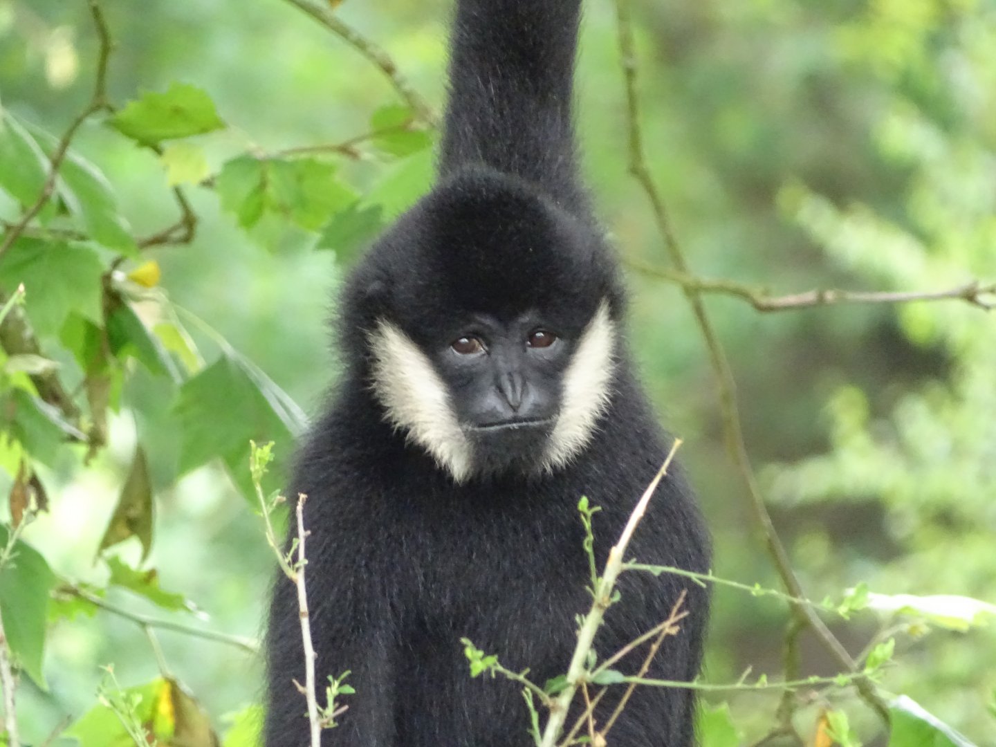 Northern white-cheeked gibbon (Nomascus leucogenys)