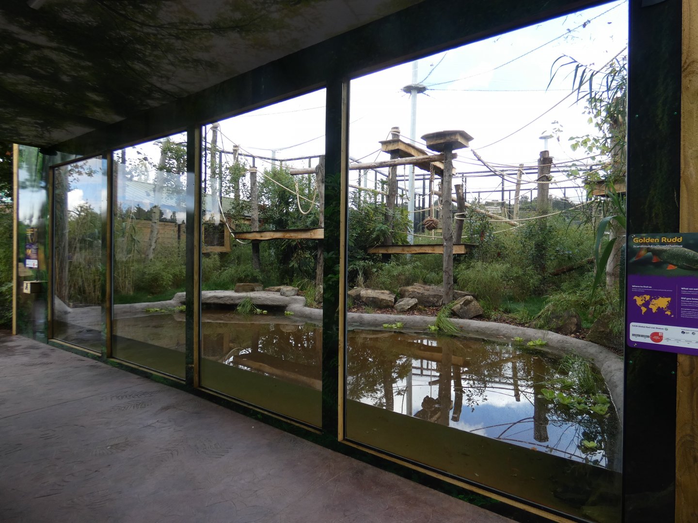Northern white-cheeked gibbon outdoor enclosure