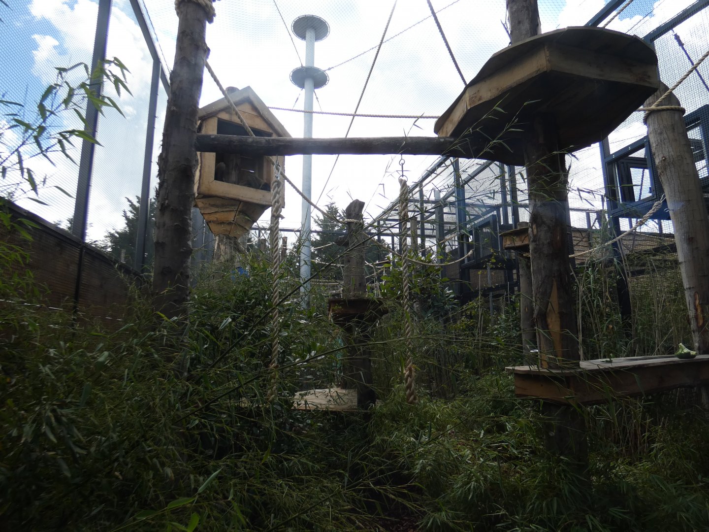 Northern white-cheeked gibbon outdoor enclosure