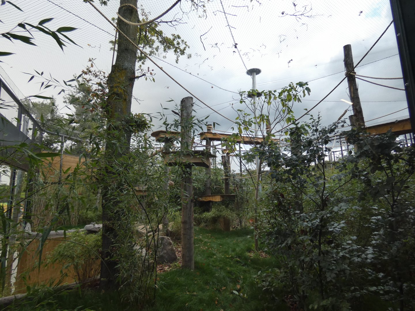 Northern white-cheeked gibbon outdoor enclosure