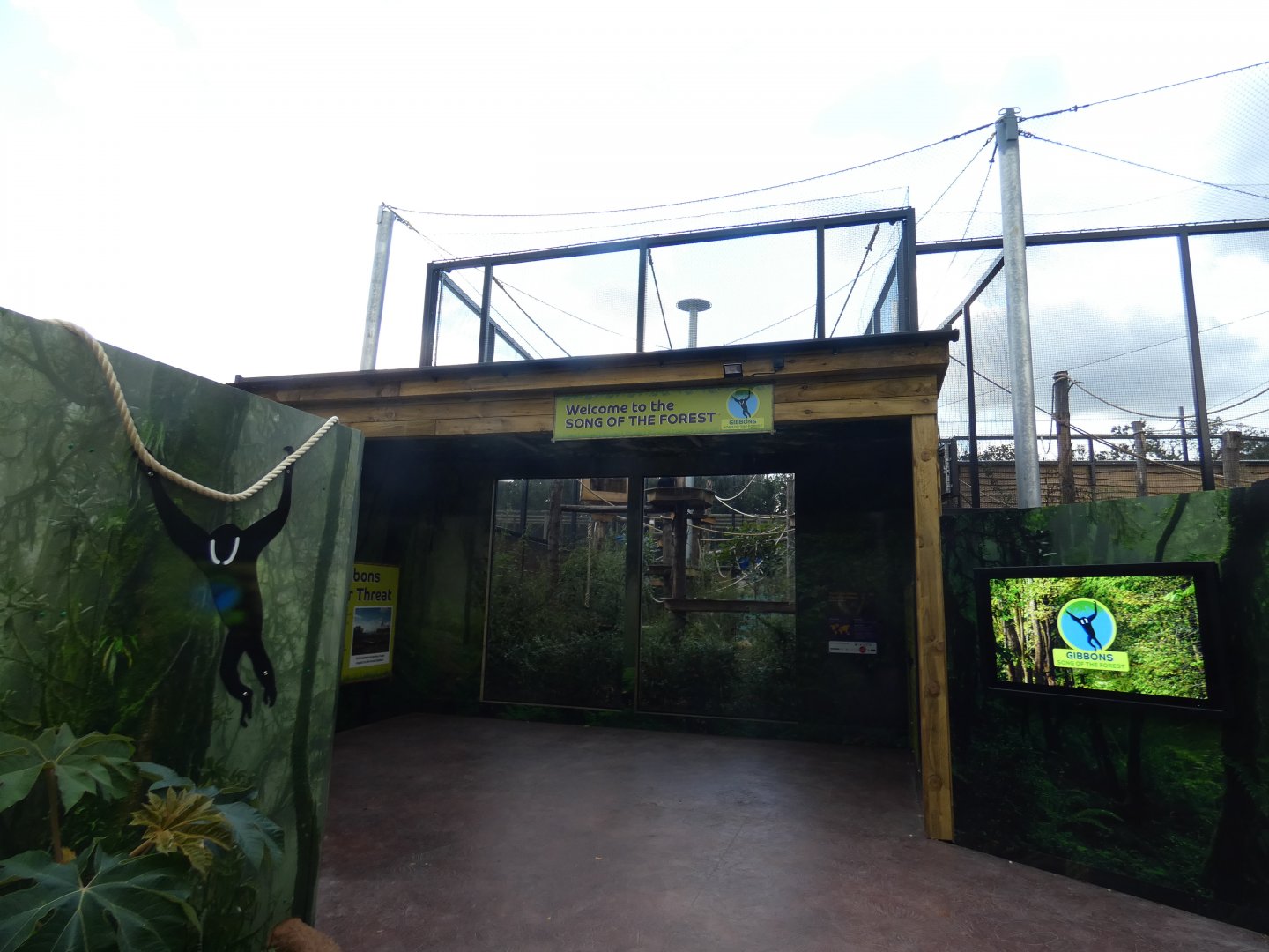 Northern white-cheeked gibbon outdoor viewing area