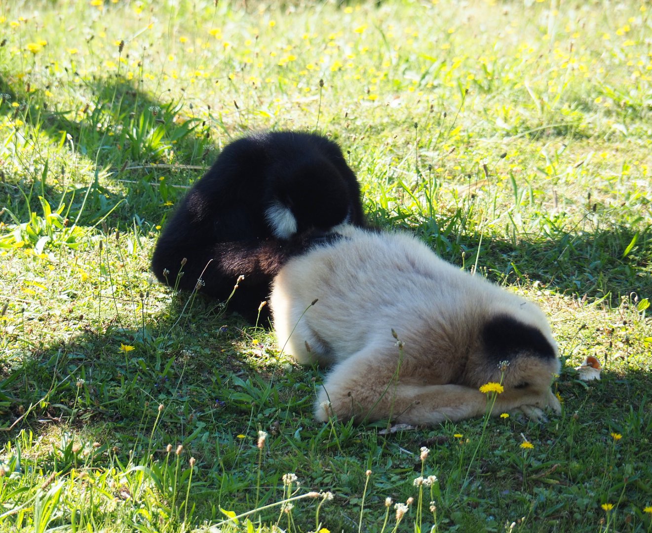 Northern White-cheeked gibbon pair (Nomascus leucogenys), 2019-07-23