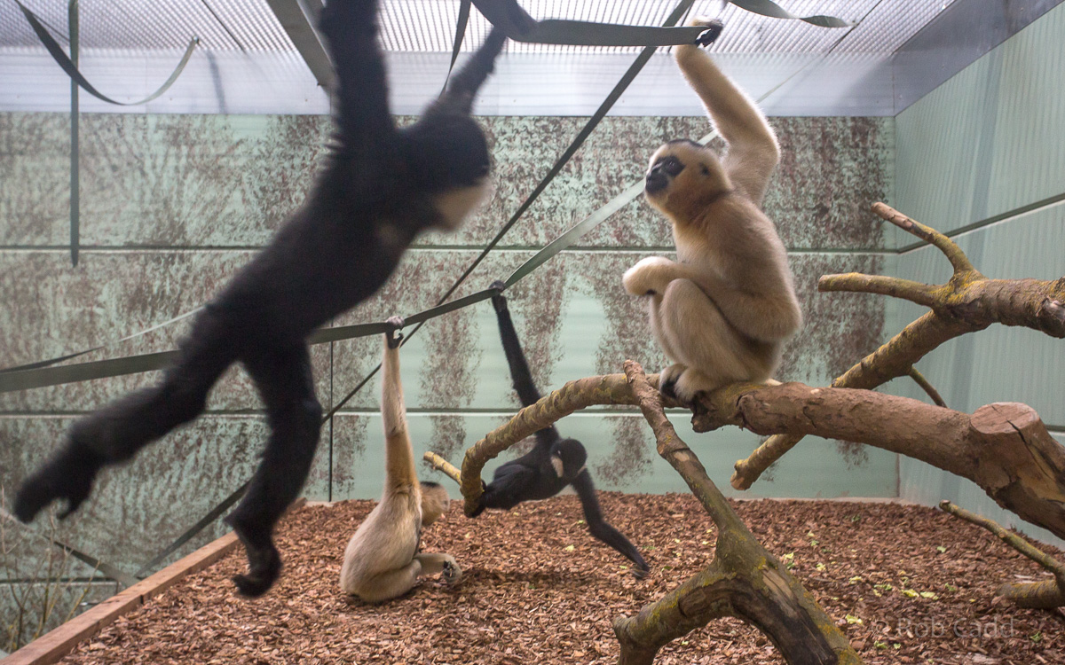 Northern white-cheeked gibbon : Twycross : 26 Feb 2016