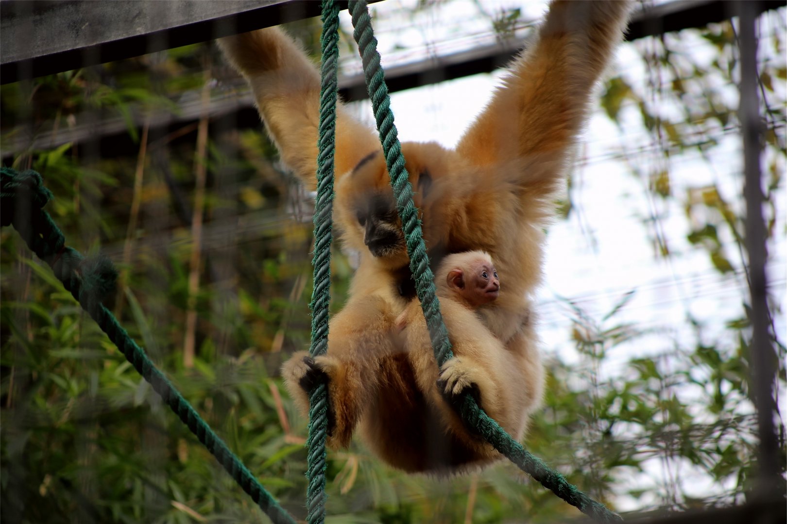 Northern White-cheeked Gibbon with Baby