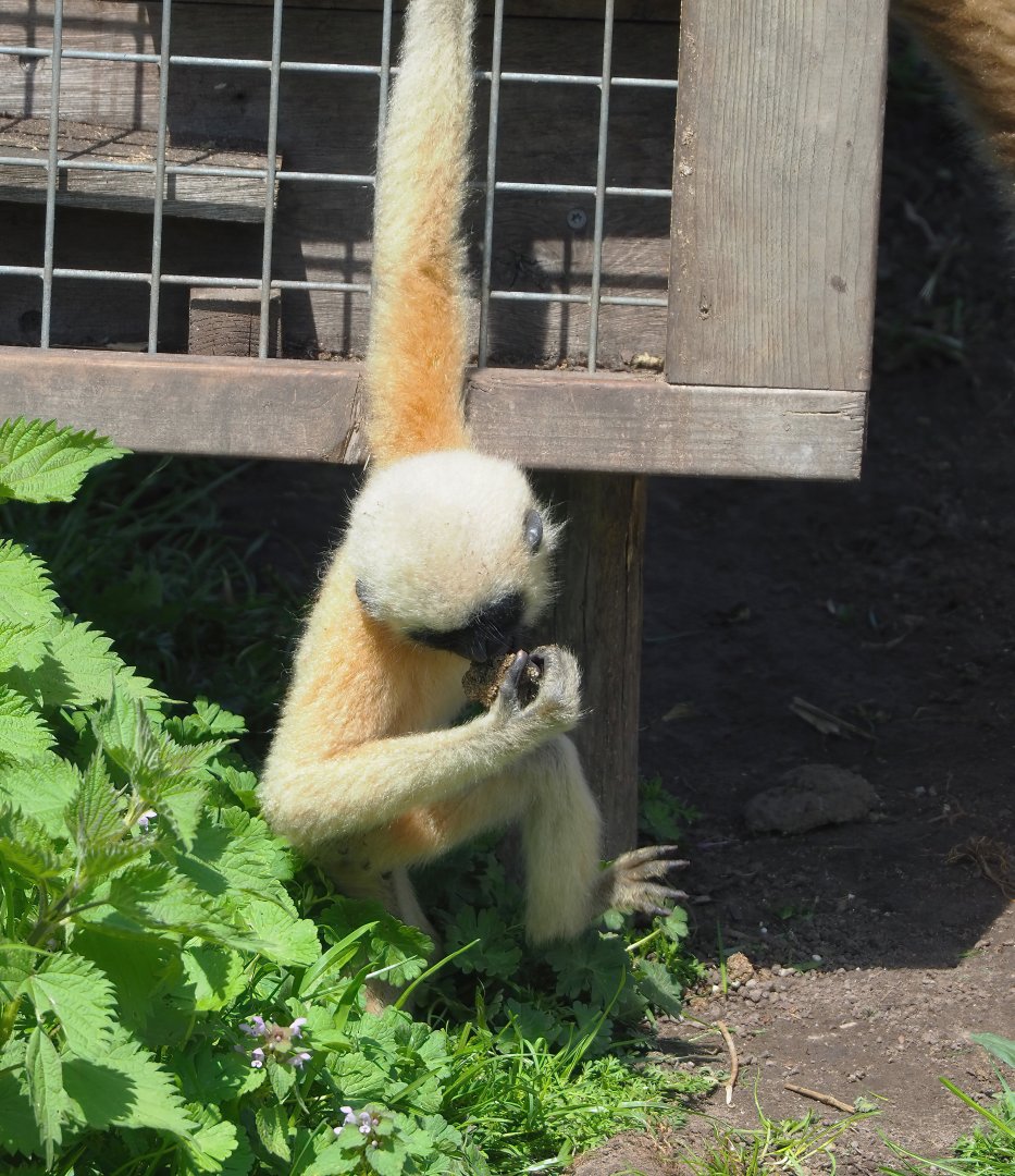 Northern white-cheeked gibbon youngster (Nomascus leucogenys), 2023-04-30