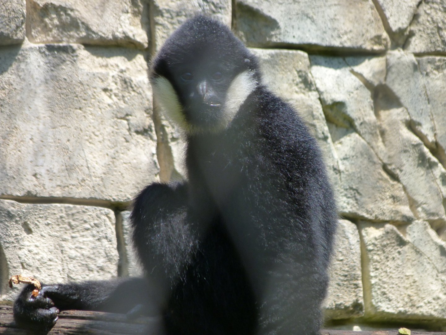 Northern white-cheeked gibbon -Zoo d'Asson (2025)