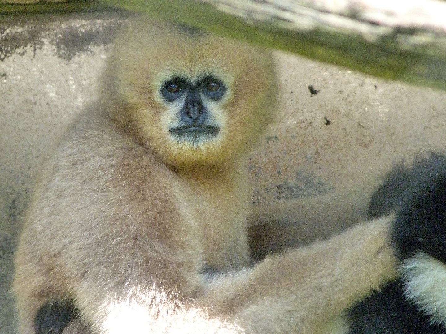 Northern white-cheeked gibbon -Zoo d'Asson (2025)