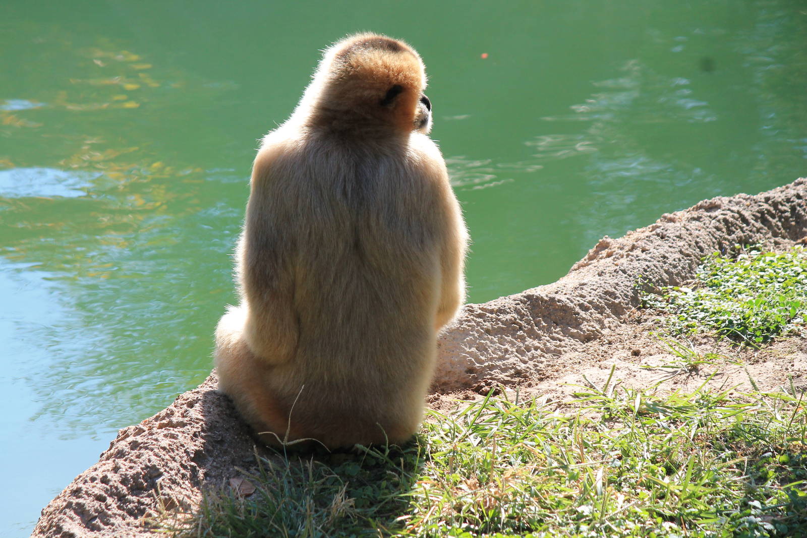 Northern White-Cheeked Gibbon